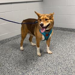 Shelter Stray Female Dog last seen , 328 Furman Hall Rd, Greenville, SC 29609, USA