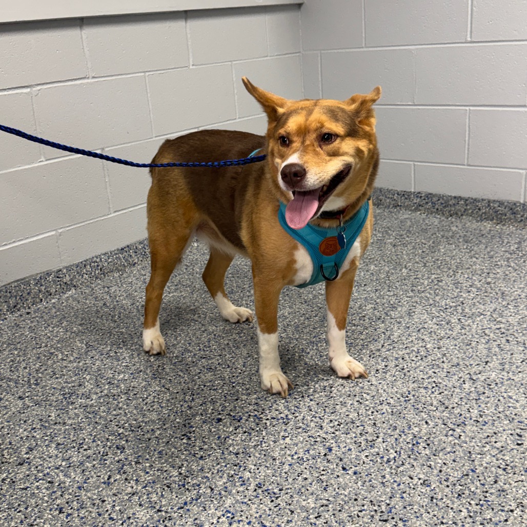 Shelter Stray Female Dog last seen , 328 Furman Hall Rd, Greenville, SC 29609, USA