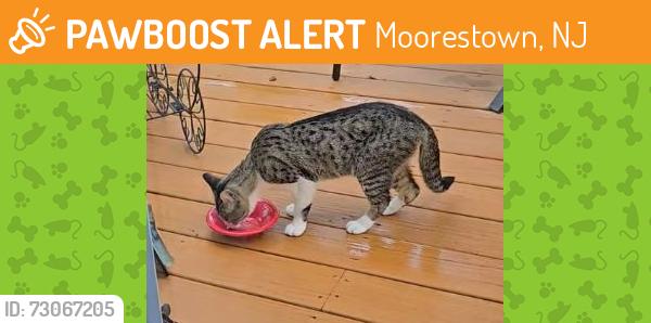 Found/Stray Unknown Cat last seen Union and Maim Street, Moorestown, NJ 08057