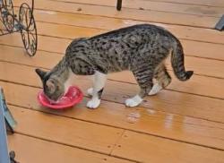 Found/Stray Unknown Cat last seen Union and Maim Street, Moorestown, NJ 08057