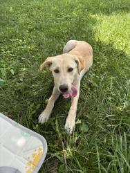 Lost Male Dog last seen Osage park, Wichita, KS 67217
