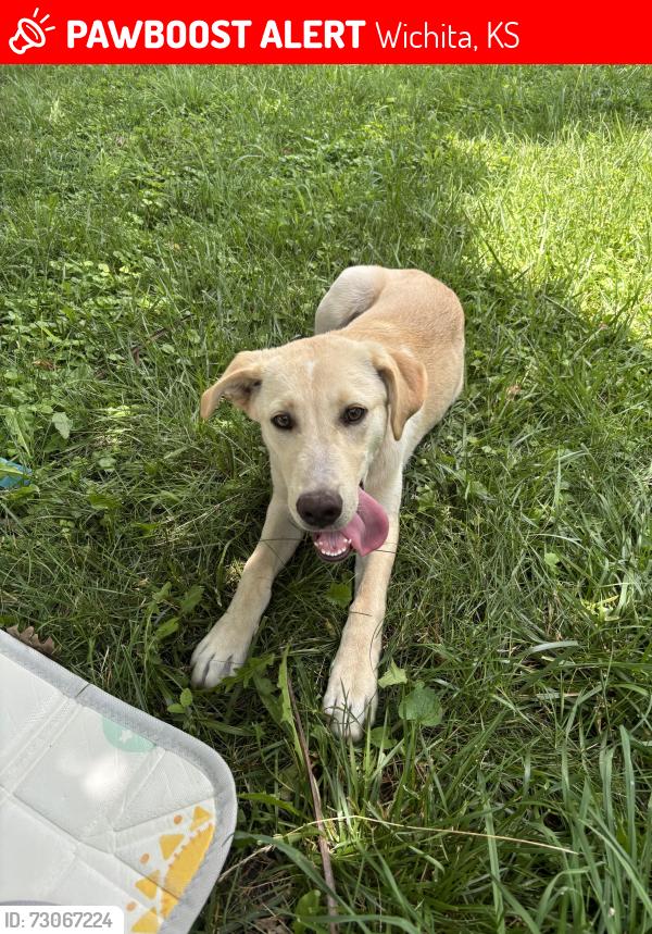 Lost Male Dog last seen Osage park, Wichita, KS 67217