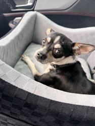 Found/Stray Male Dog last seen Cypresswood, champion Forest, Houston, TX 77069