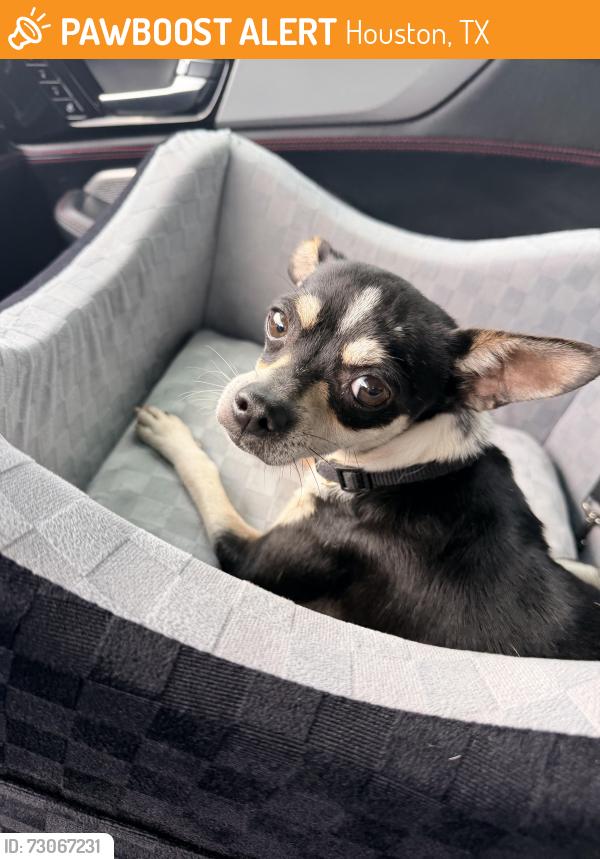 Found/Stray Male Dog last seen Cypresswood, champion Forest, Houston, TX 77069