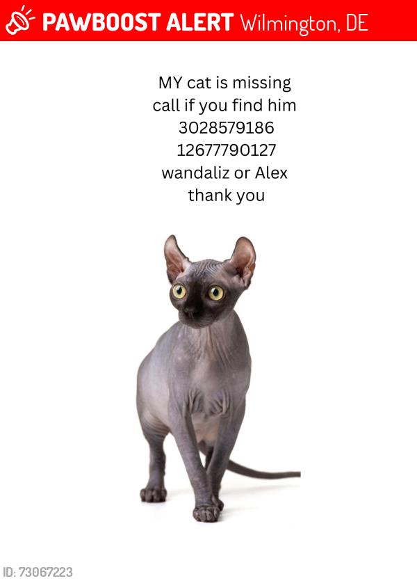 Lost Male Cat last seen Near roselawn ave, Wilmington, DE 19805