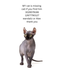 Lost Male Cat last seen Near roselawn ave, Wilmington, DE 19805