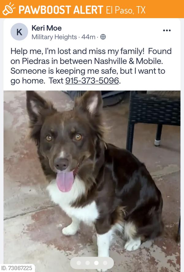 Found/Stray Unknown Dog last seen Piedras Street by Kikis Restaurant in between Mobile and Nashville, El Paso, TX 79930
