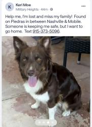 Found/Stray Unknown Dog last seen Piedras Street by Kikis Restaurant in between Mobile and Nashville, El Paso, TX 79930