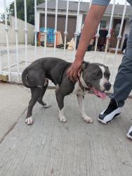 Found/Stray Female Dog last seen Harris, Compton, CA 90221