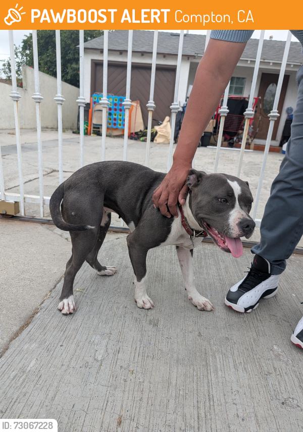 Found/Stray Female Dog last seen Harris, Compton, CA 90221