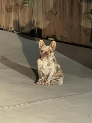 Lost Male Dog last seen Alamo rd and Alberta, Hidalgo County, TX 78542