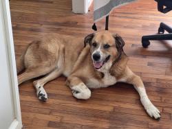 Lost Male Dog last seen Cliff dr, Mableton, GA 30126