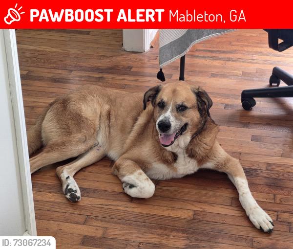 Lost Male Dog last seen Cliff dr, Mableton, GA 30126
