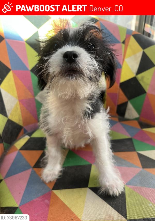 Lost Female Dog last seen Near E 45th ave, Denver, CO 80239