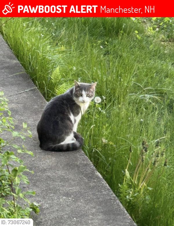 Lost Female Cat last seen Bakersville School, Manchester, NH 03101