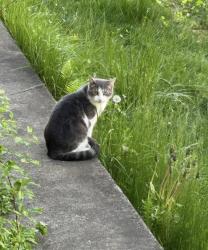 Lost Female Cat last seen Bakersville School, Manchester, NH 03101