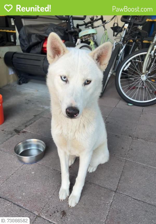 Reunited Female Dog last seen Louvaine Ave, Oakland, CA 94603, USA, Oakland, CA 94603