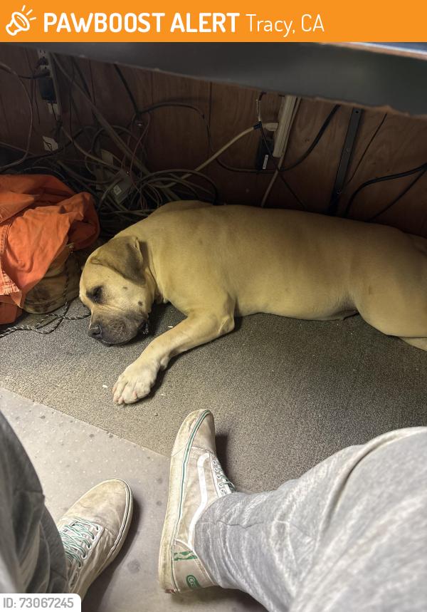 Found/Stray Female Dog last seen Hey 132 and Bird rd, Tracy, CA 95304