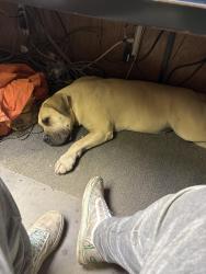 Found/Stray Female Dog last seen Hey 132 and Bird rd, Tracy, CA 95304