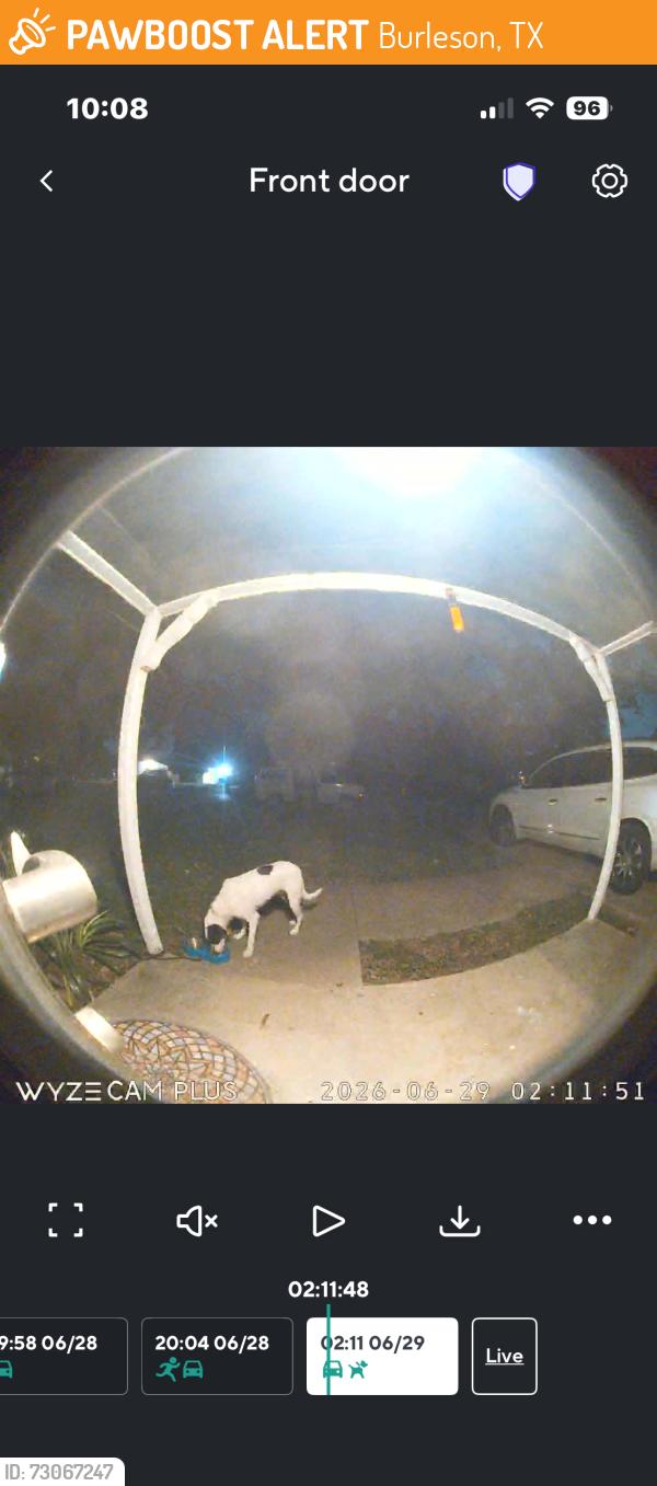 Found/Stray Unknown Dog last seen Taylor and Lorna, Burleson, TX 76028