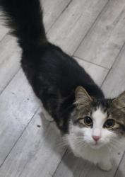 Found/Stray Male Cat last seen Opposite Loxford Park, Greater London, England 