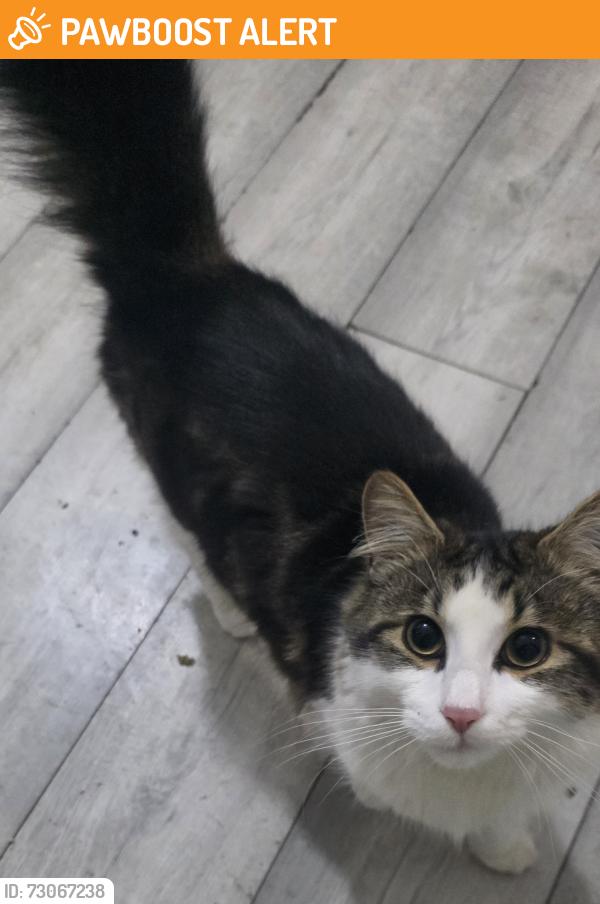 Found/Stray Male Cat last seen Opposite Loxford Park, Greater London, England 