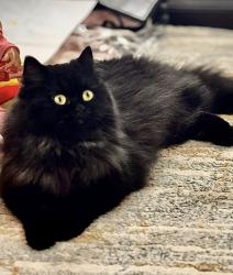 Reunited Female Cat last seen South Kings hwy, Alexandria, VA 22306