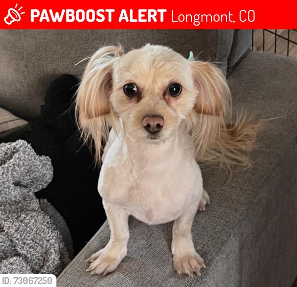 Lost Female Dog last seen Near Home Depot 119 and I25, Longmont, CO 80504