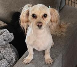 Lost Female Dog last seen Near Home Depot 119 and I25, Longmont, CO 80504