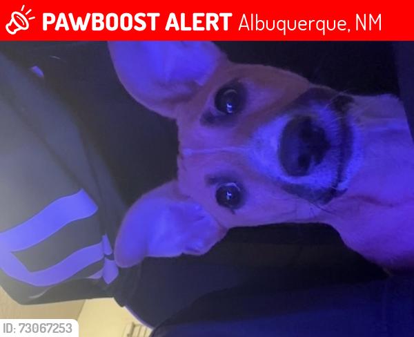 Lost Male Dog last seen San Mateo and Menaul, Albuquerque, NM 87102