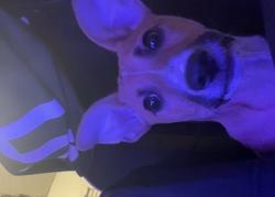 Lost Male Dog last seen San Mateo and Menaul, Albuquerque, NM 87102