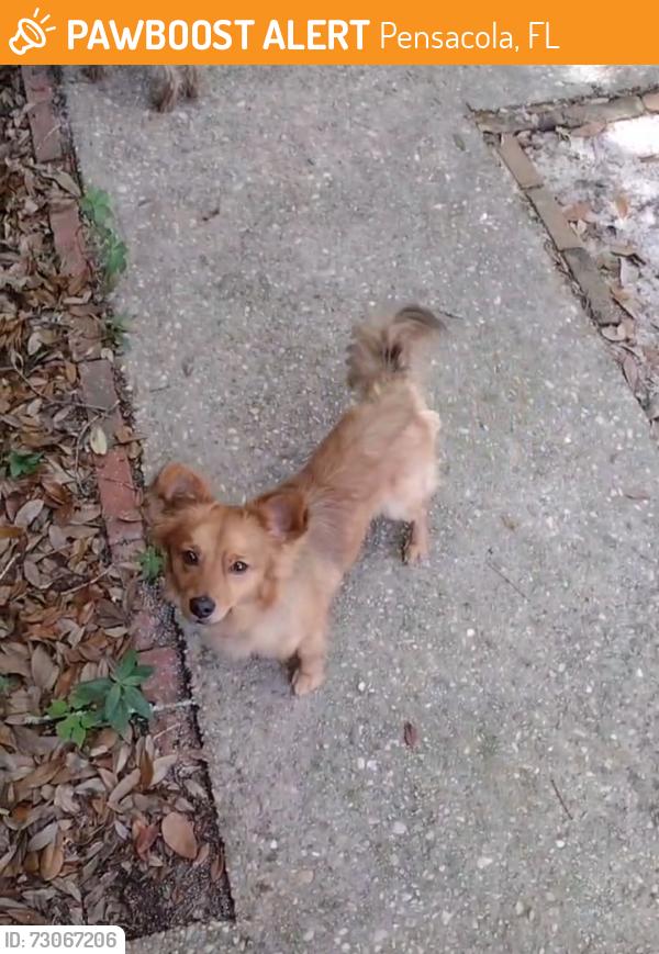 Found/Stray Male Dog last seen Near Toni st, Pensacola, FL 32504