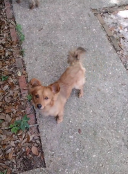 Found/Stray Male Dog last seen Near Toni st, Pensacola, FL 32504