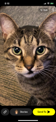 Lost Male Cat last seen Naperville/Pershing Ave, Wheaton, IL 60189