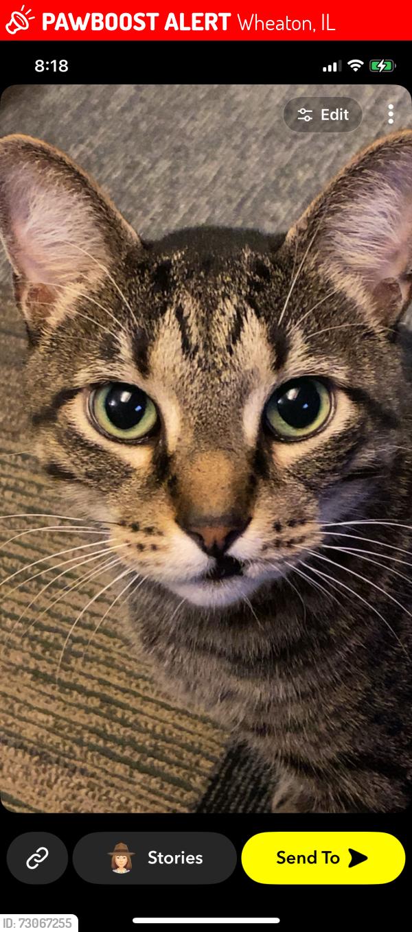Lost Male Cat last seen Naperville/Pershing Ave, Wheaton, IL 60189