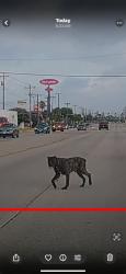 Found/Stray Male Dog last seen Before taco cabana, San Antonio, TX 78251