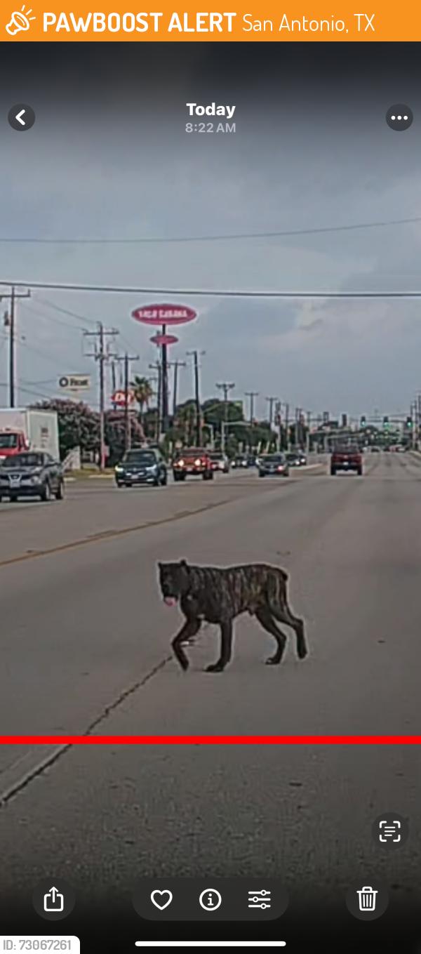 Found/Stray Male Dog last seen Before taco cabana, San Antonio, TX 78251