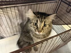 Shelter Stray Female Cat last seen Near BLOCK W 54 CT, 3599 NW 79th Ave, Doral, FL 33122, USA