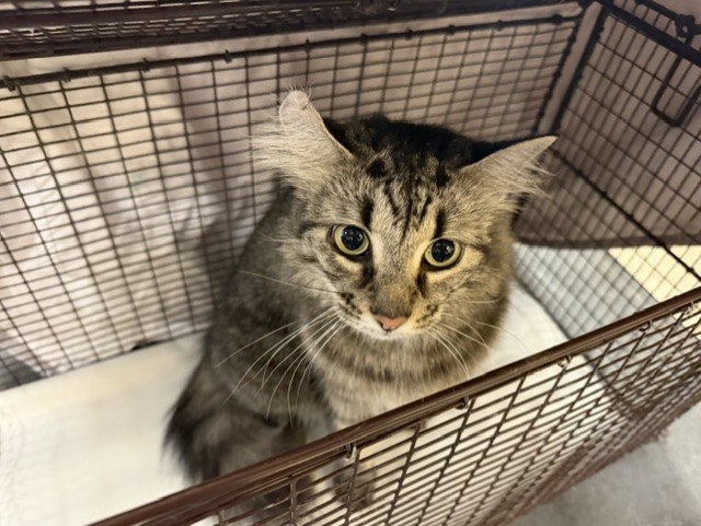 Shelter Stray Female Cat last seen Near BLOCK W 54 CT, 3599 NW 79th Ave, Doral, FL 33122, USA