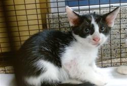 Shelter Stray Male Cat last seen Near BLOCK SW 274, 3599 NW 79th Ave, Doral, FL 33122, USA