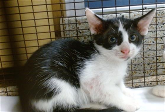 Shelter Stray Male Cat last seen Near BLOCK SW 274, 3599 NW 79th Ave, Doral, FL 33122, USA