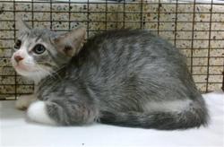 Shelter Stray Female Cat last seen Near BLOCK SW 274, 3599 NW 79th Ave, Doral, FL 33122, USA