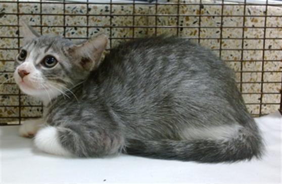 Shelter Stray Female Cat last seen Near BLOCK SW 274, 3599 NW 79th Ave, Doral, FL 33122, USA