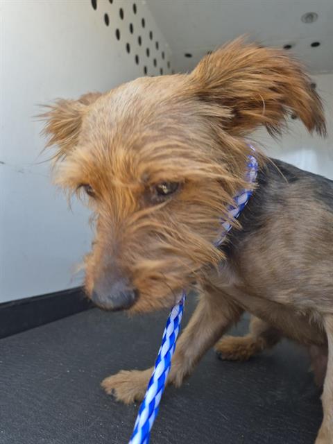 Shelter Stray Male Dog last seen Near BLOCK TRUXTUN AVE, BAKERSFIELD CA, 201 S Mt Vernon Ave, Bakersfield, CA 93307, USA