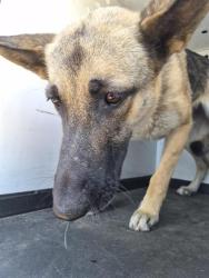 Shelter Stray Female Dog last seen Near BLOCK TRUXTUN AVE, BAKERSFIELD CA, 201 S Mt Vernon Ave, Bakersfield, CA 93307, USA