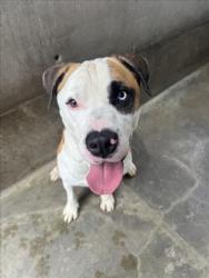 Shelter Stray Male Dog last seen , 1850 W 60th St, Los Angeles, CA 90047, USA