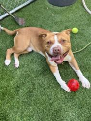 Shelter Stray Male Dog last seen , 1850 W 60th St, Los Angeles, CA 90047, USA
