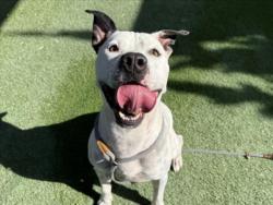 Shelter Stray Male Dog last seen , 1850 W 60th St, Los Angeles, CA 90047, USA