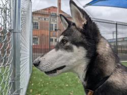 Shelter Stray Male Dog last seen , 3201 Lacy St, Los Angeles, CA 90031, USA