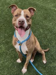 Shelter Stray Male Dog last seen , 3201 Lacy St, Los Angeles, CA 90031, USA